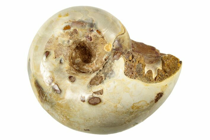 Jurassic Ammonite Fossil - Sakaraha, Madagascar #251446